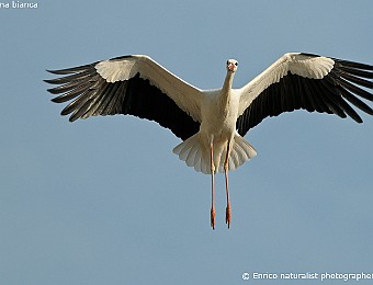 Animali 418